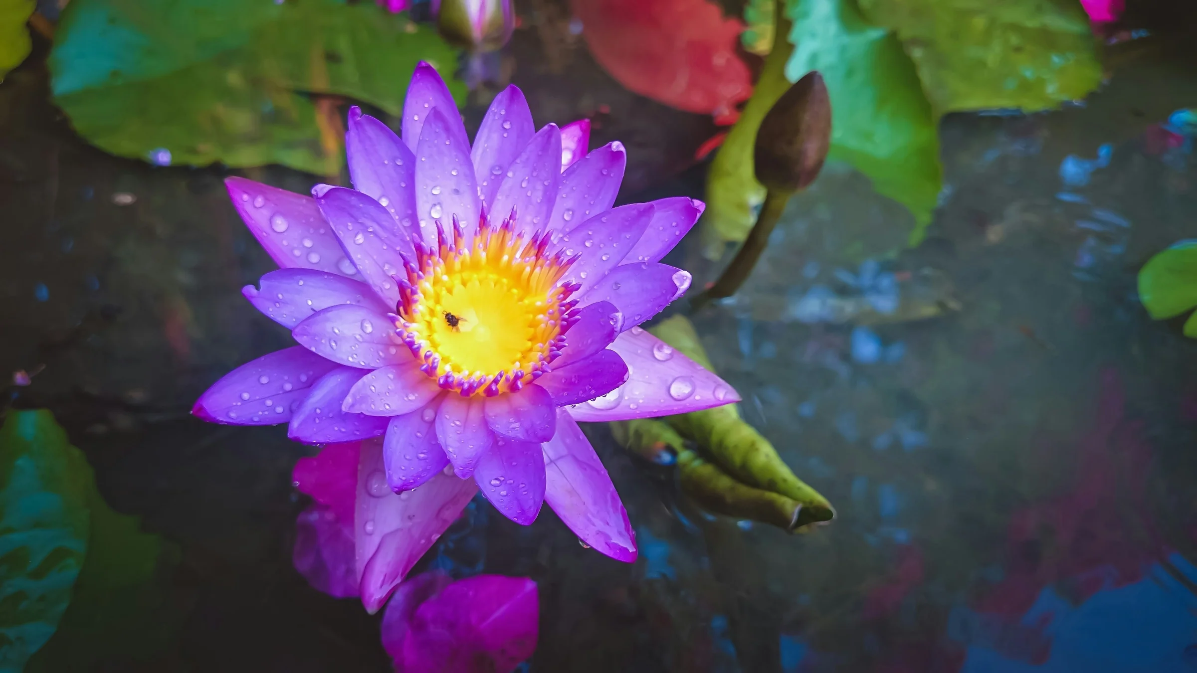 A water lily on Ashtamudi lake