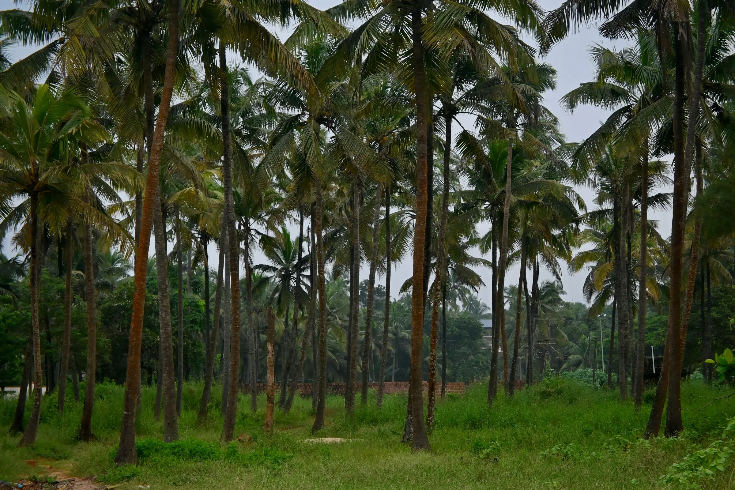 Kokospalmen in Bekal, Kasaragod