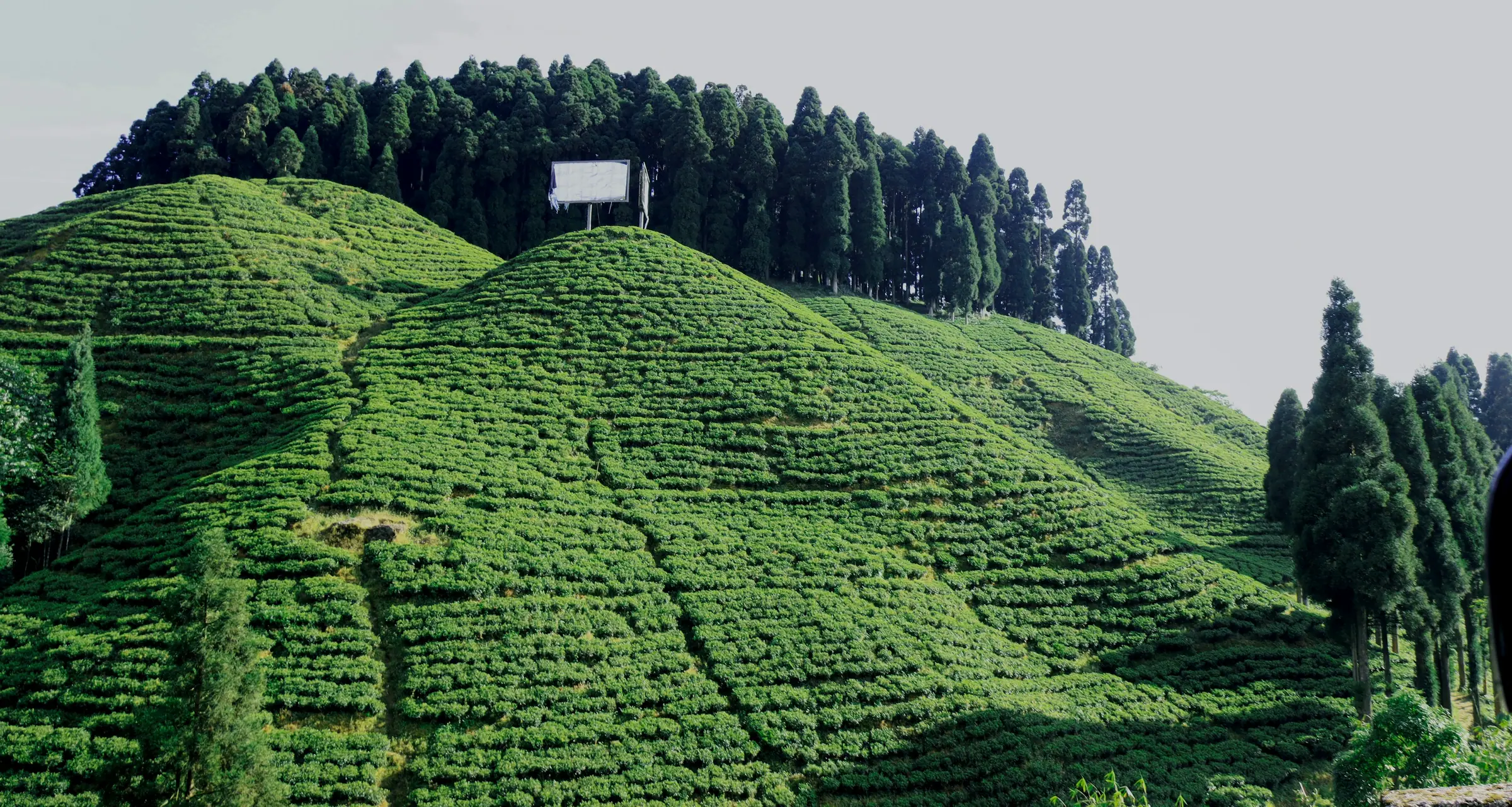 A tea garden on the hills at Darjeeling