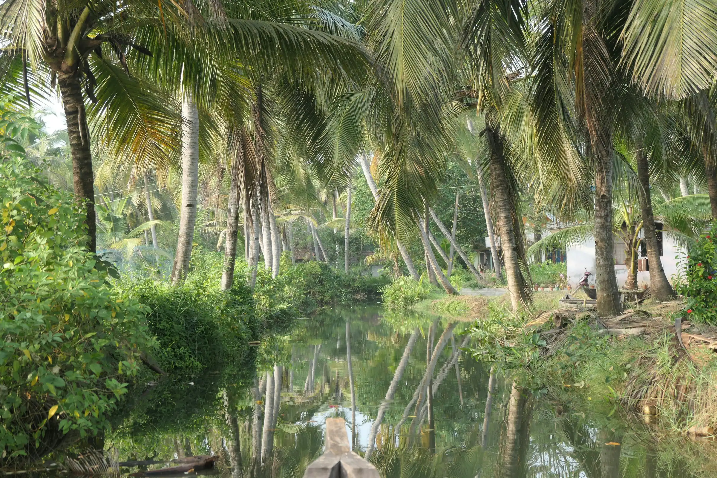 Palmen spiegeln sich in einem ruhigen Kanal in Kerala