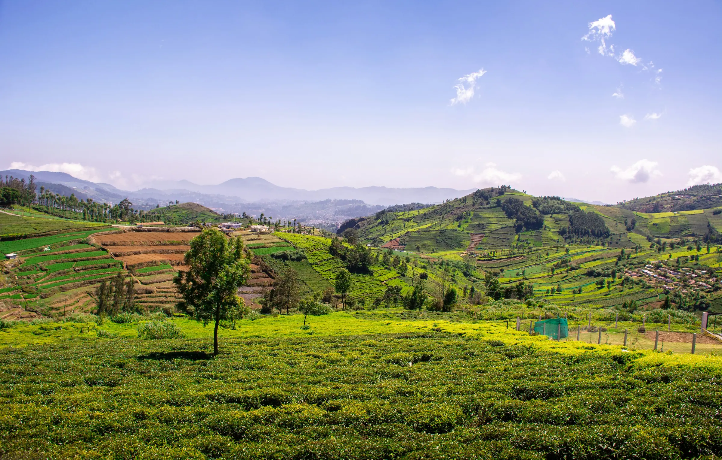 Grüne Teehügel bei Coonoor in den Nilgiris