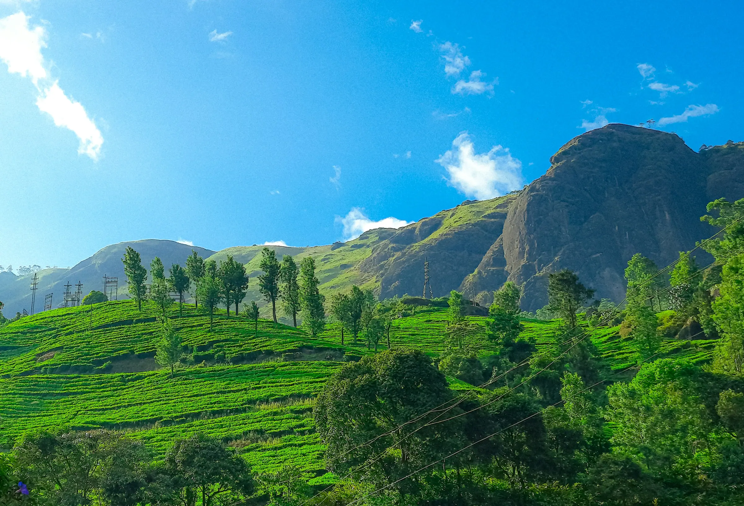 Grüne, mit Tee bedeckte Hügel rund um Munnar