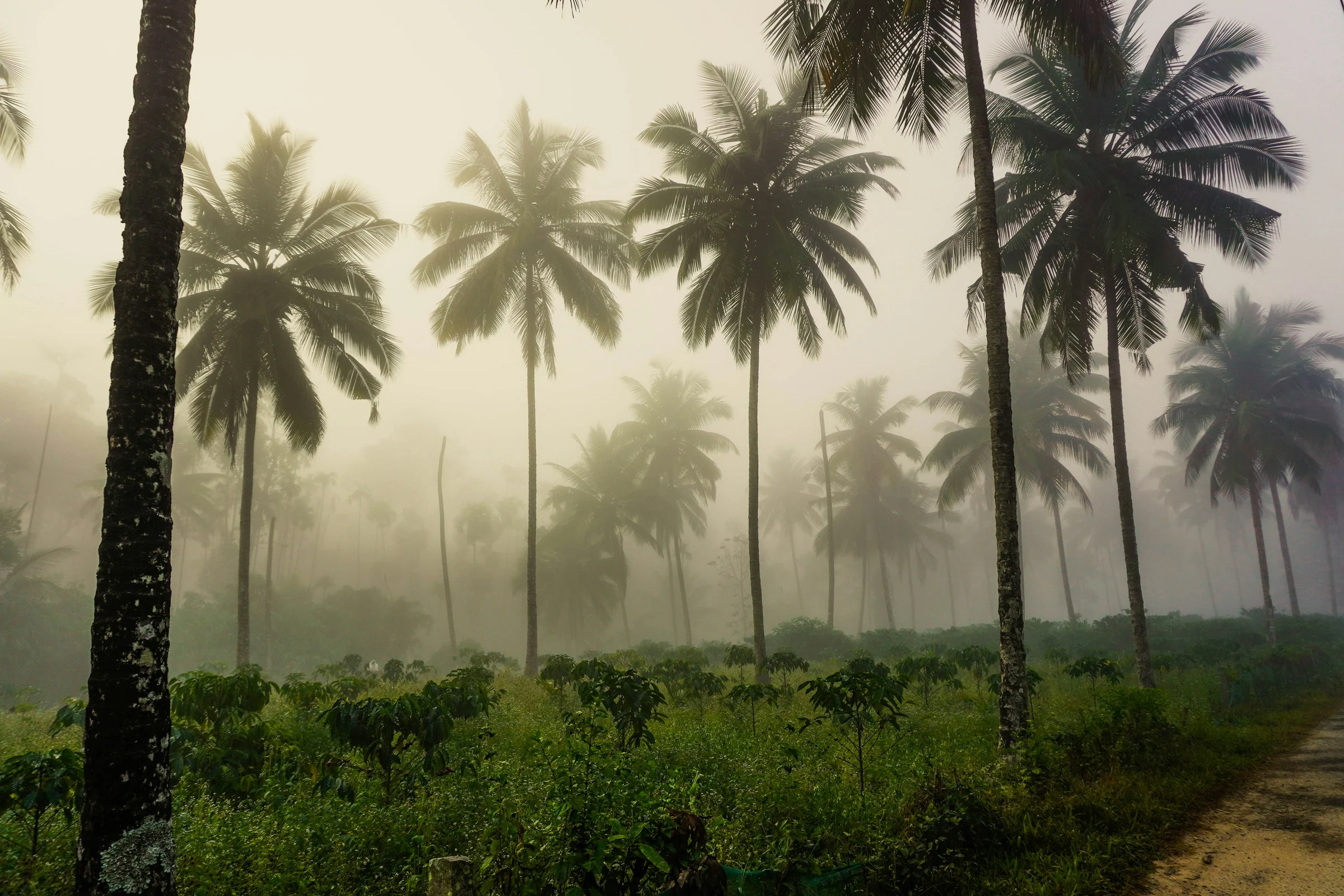 Palmen im Morgennebel, Kerala