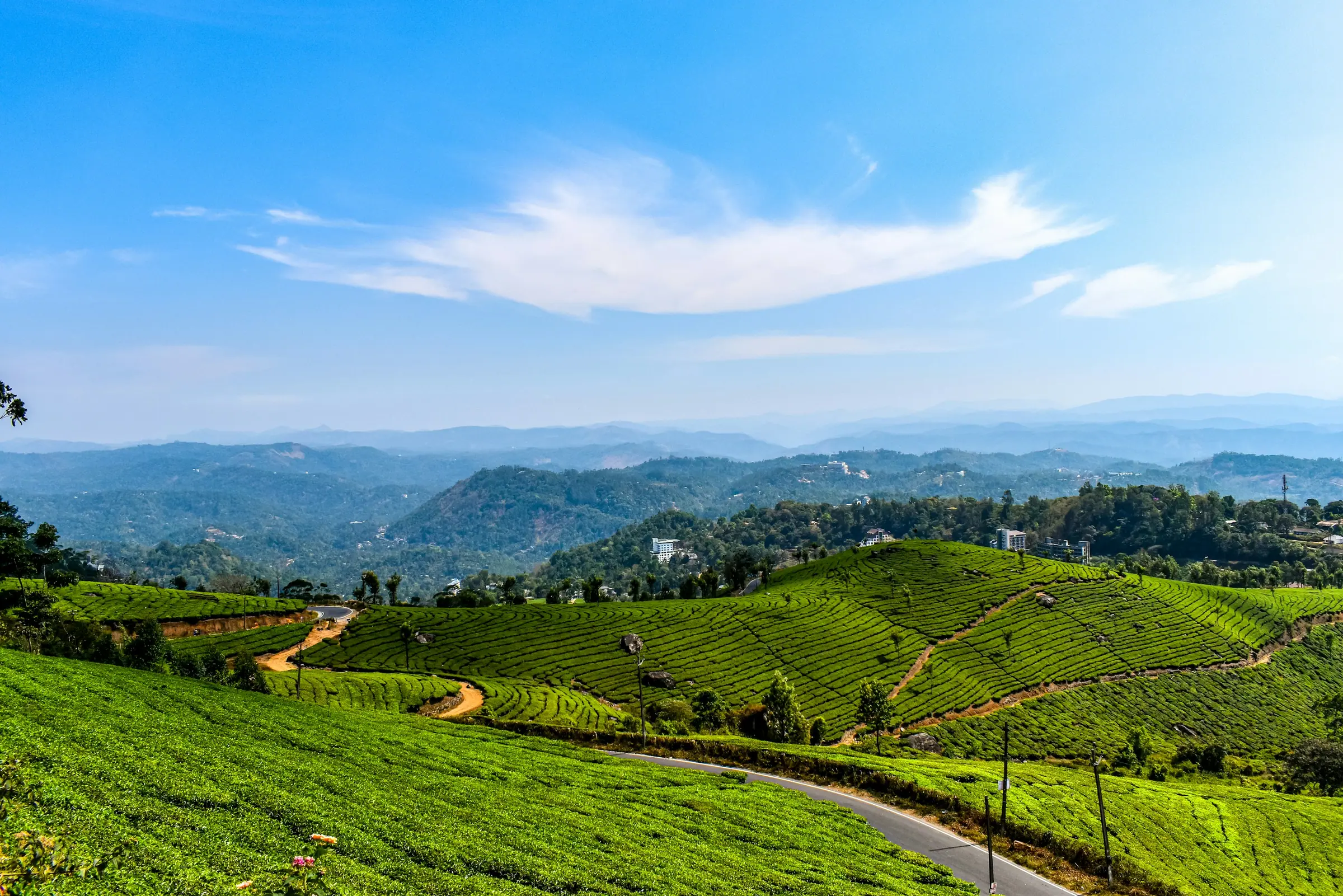 Teegärten auf den Hügeln um Munnar