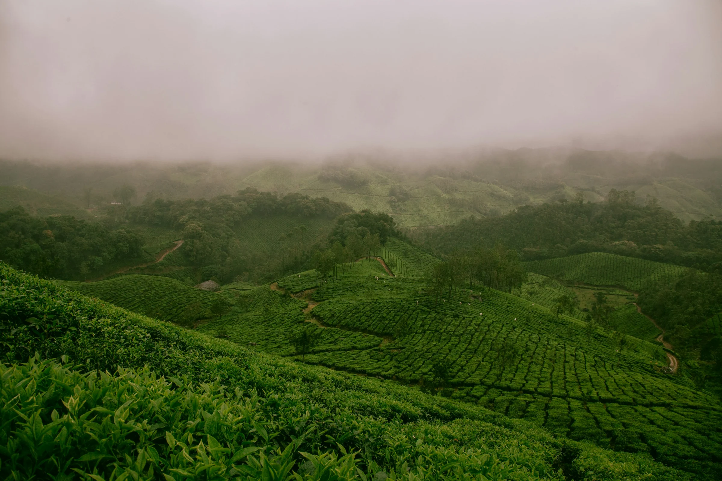 Teehügel bei Munnar