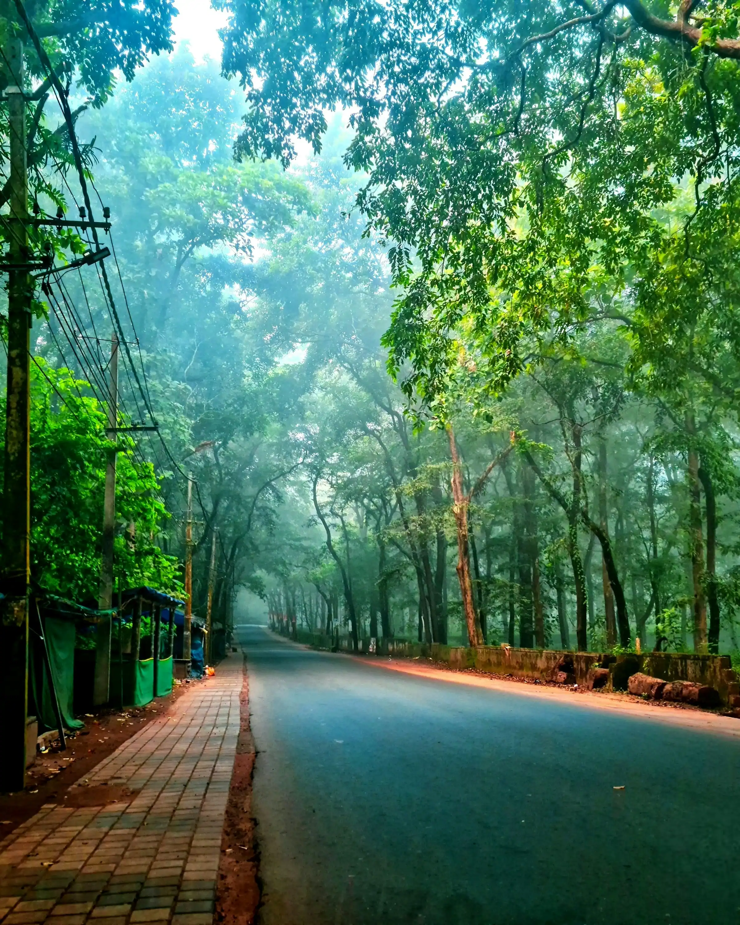 Une route entre de grands arbres près de Nilambur