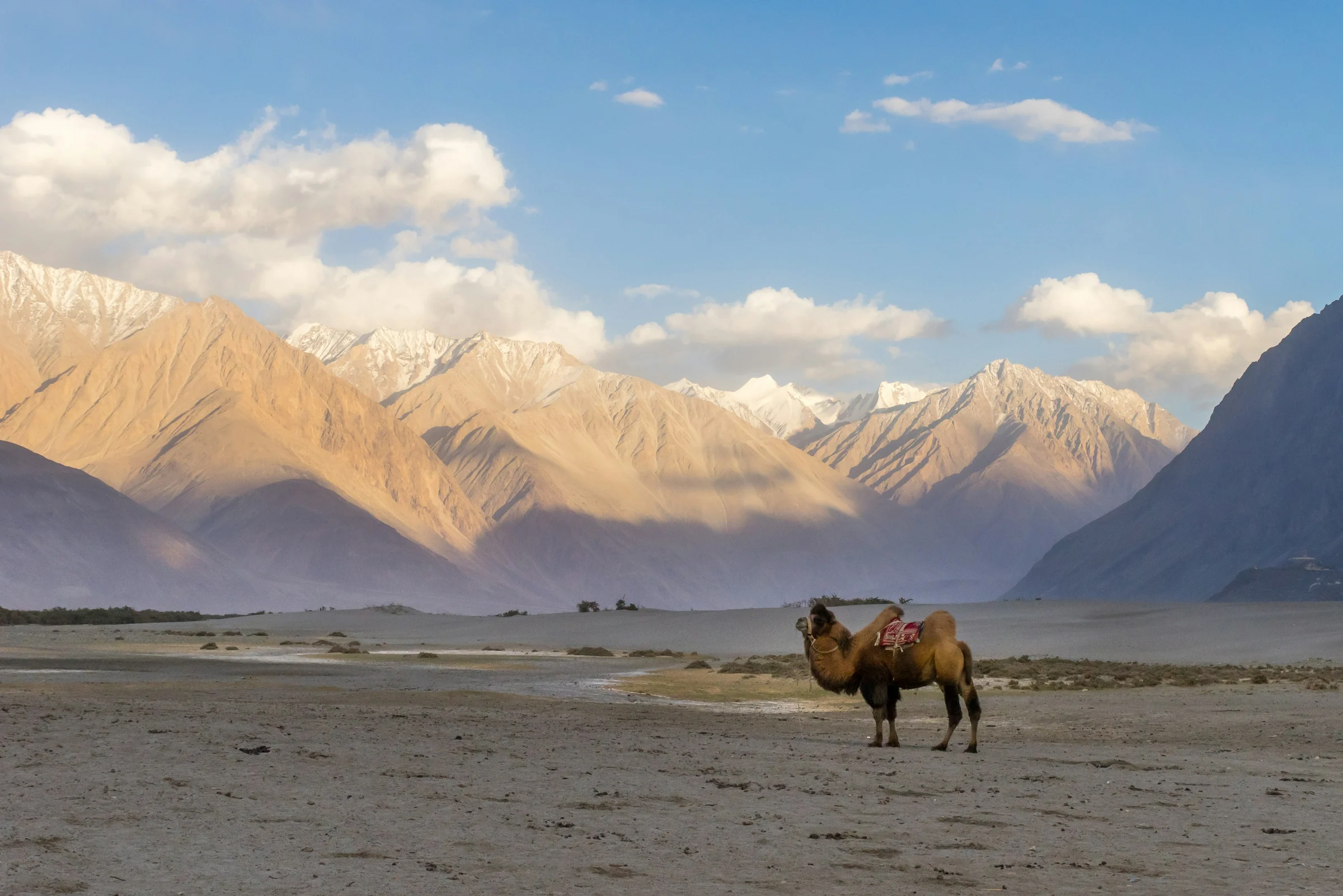 A camel in the Nubra valley, Ladakh