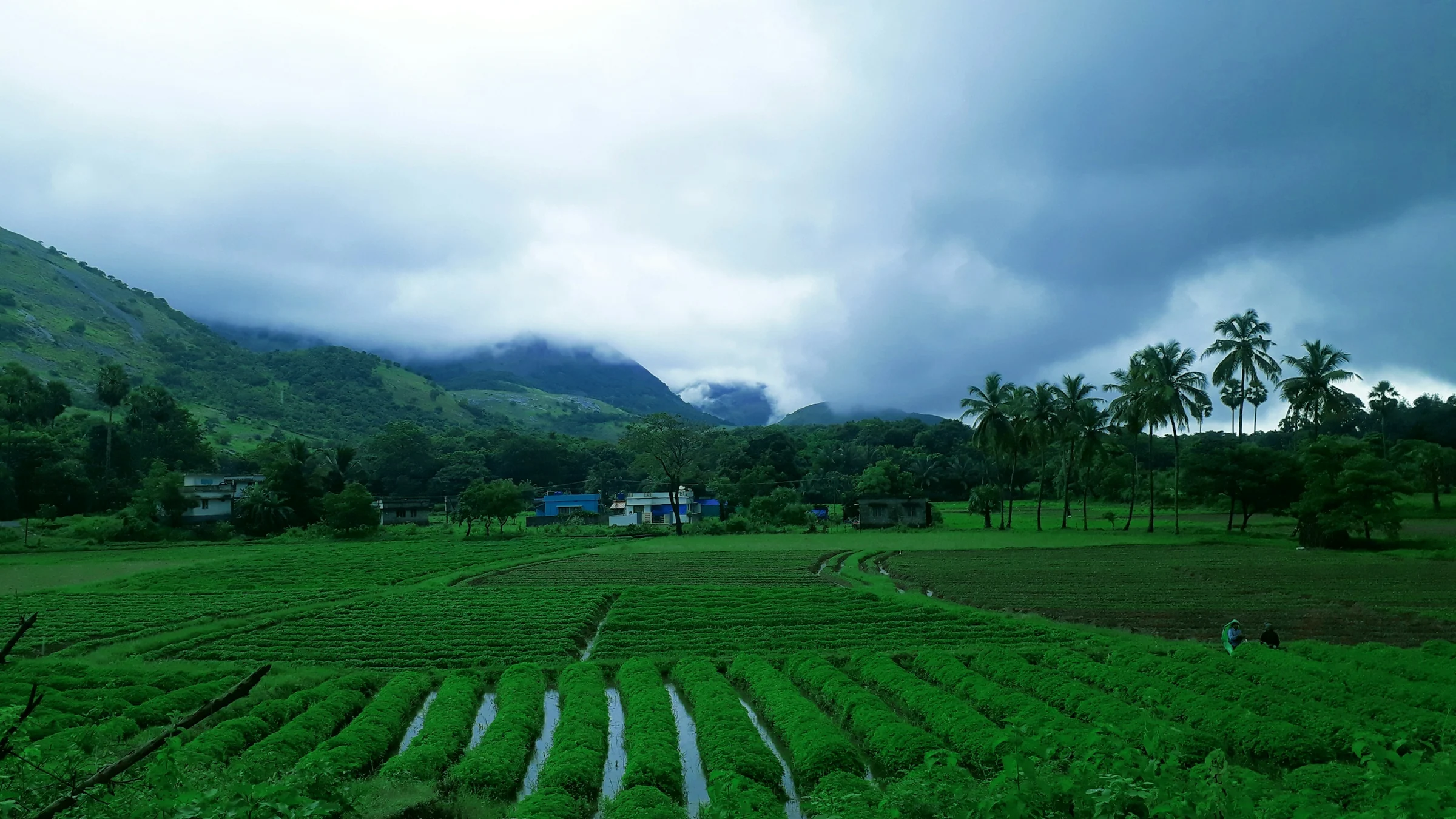 Reisfelder und Hügel bei Akathethara, Palakkad