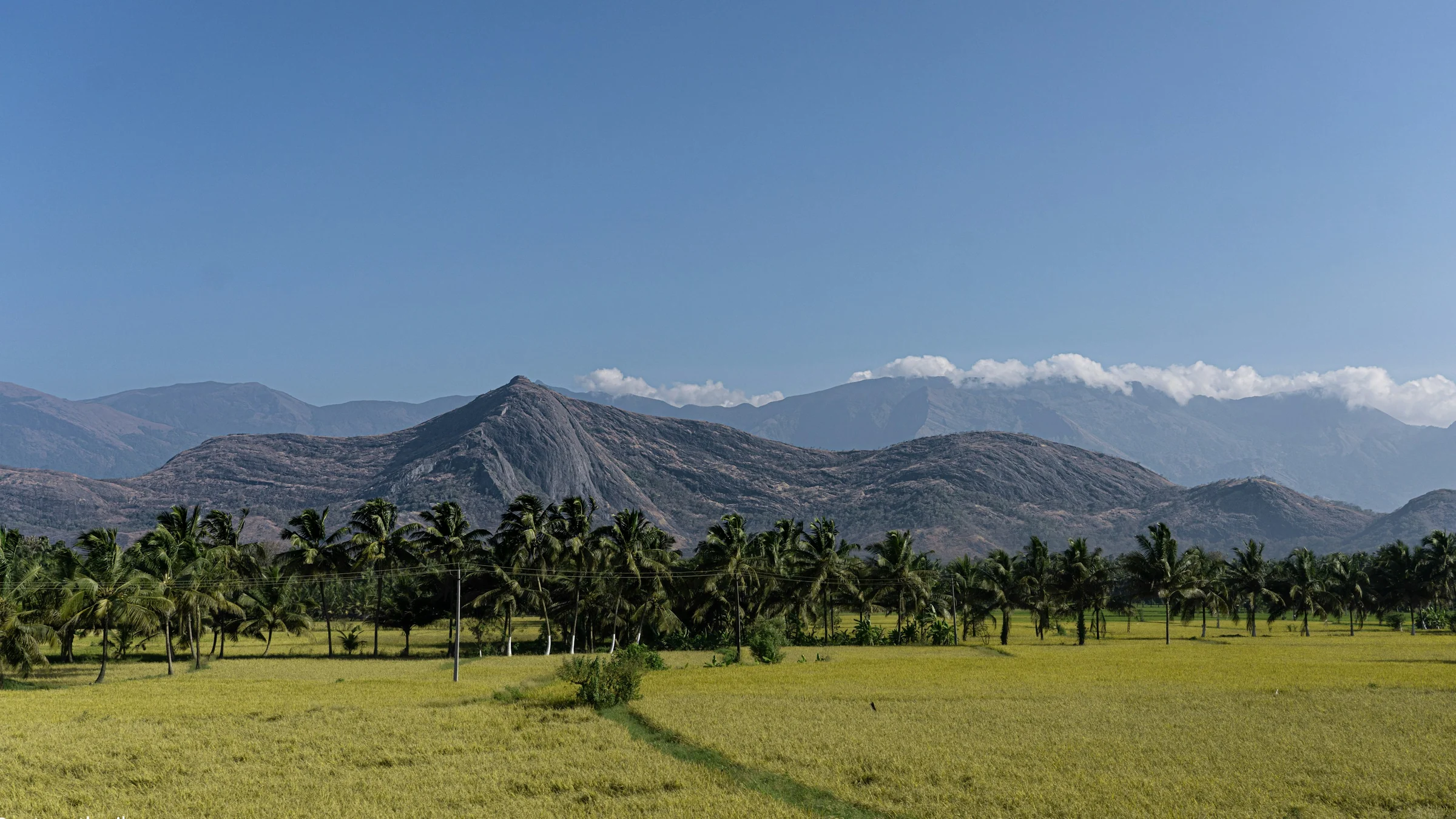 Palms and paddy below the hills, Palakkad