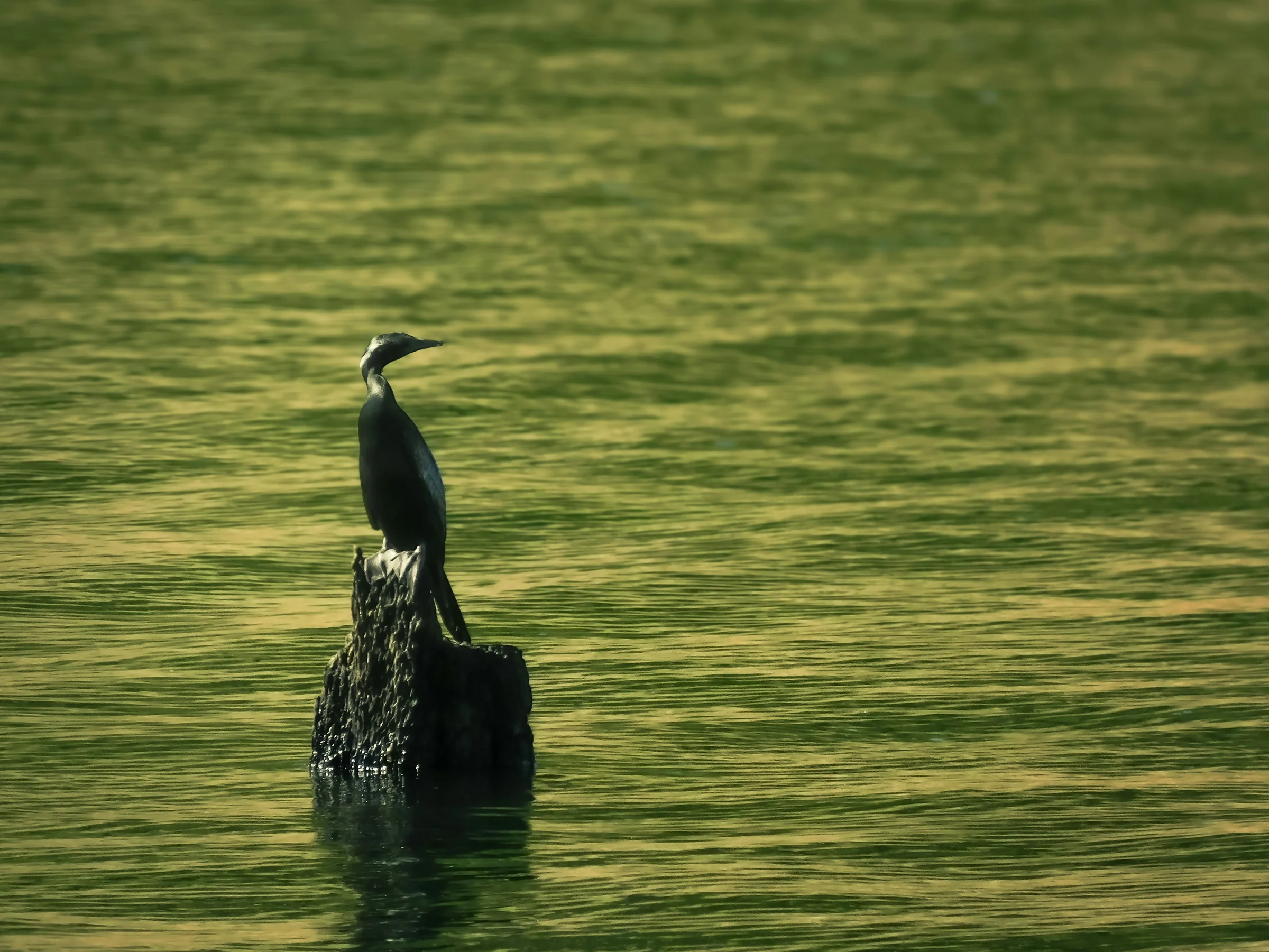 Ein Vogel auf einem ertrunkenen Baumstumpf im See bei Thekkady