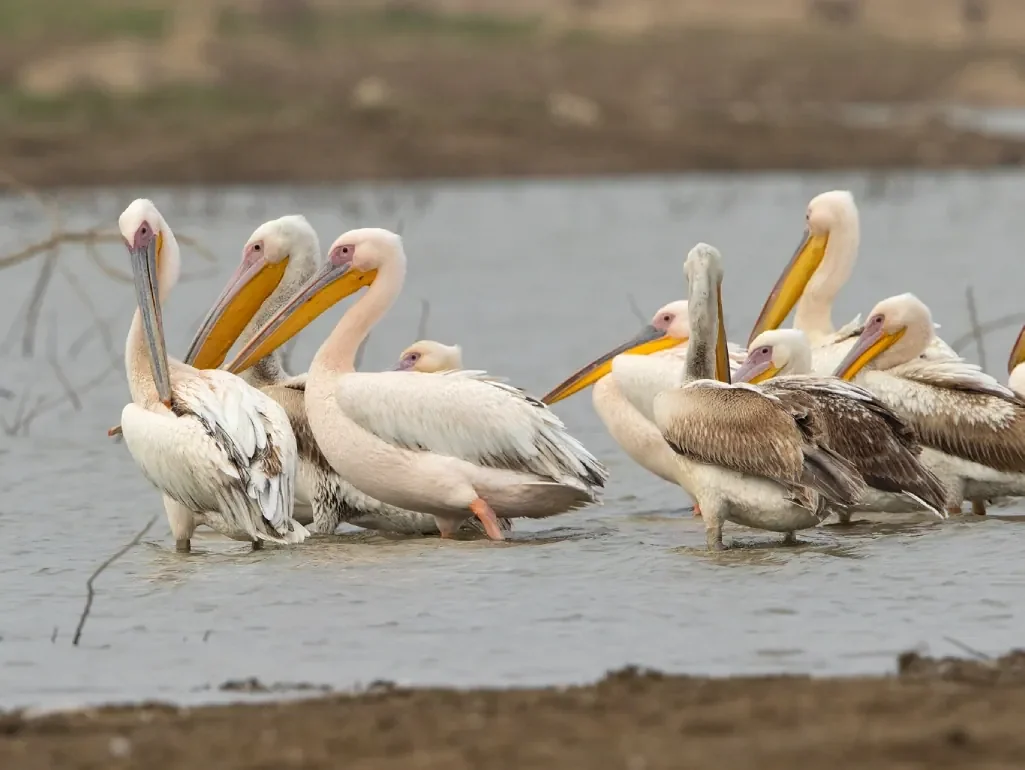 Raas Chhatrasagar, photographie 4