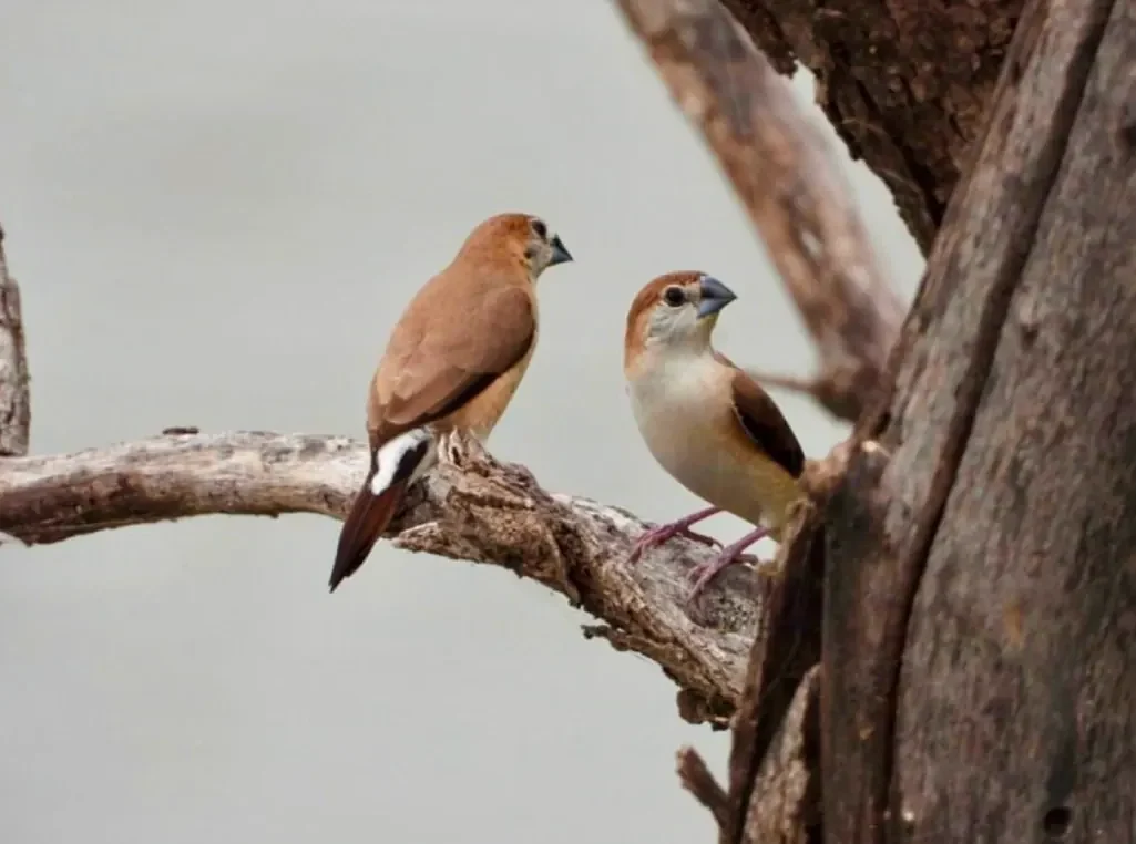 Raas Chhatrasagar, photographie 5