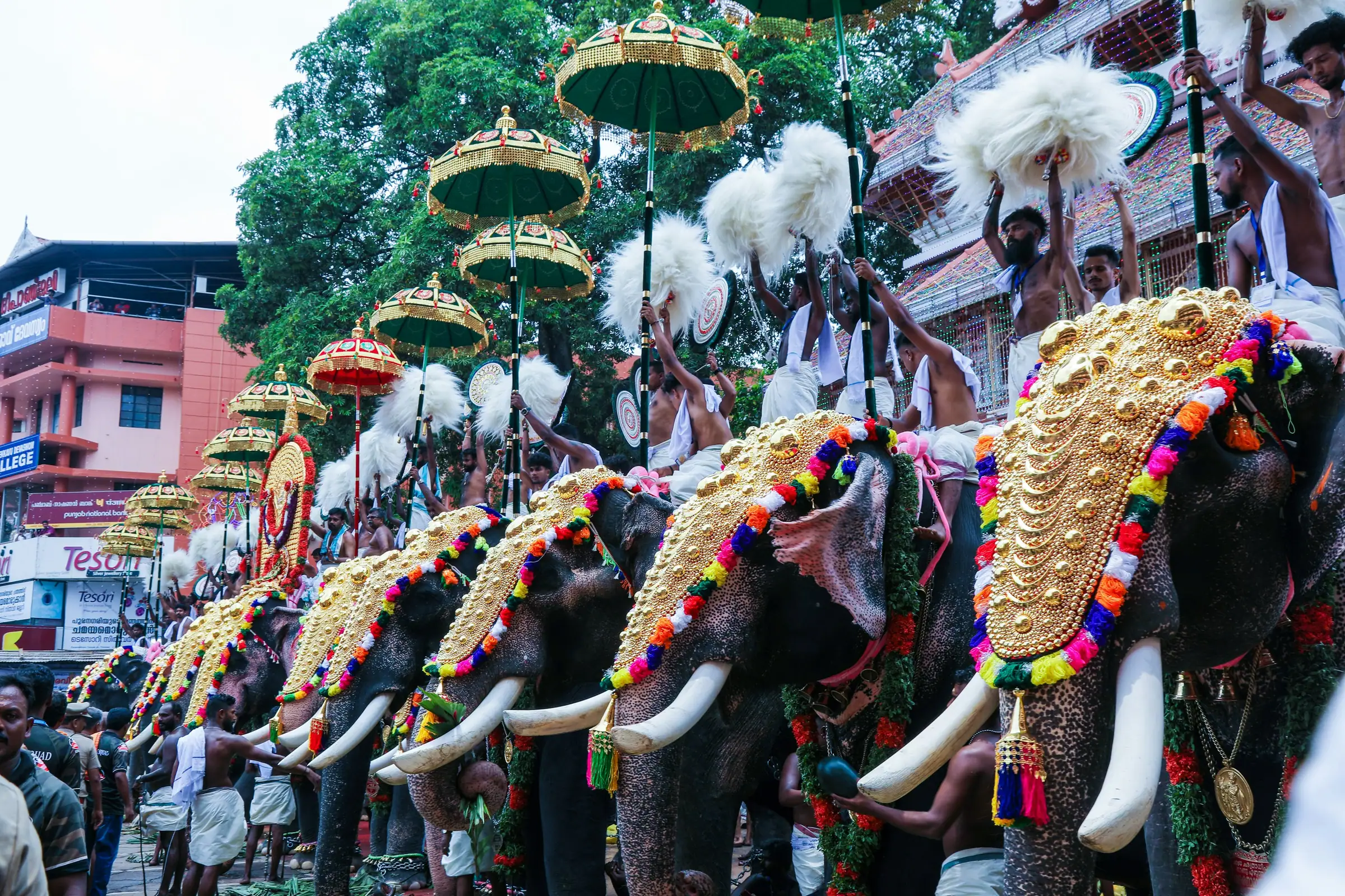 Elefanten mit goldenem Kopfschmuck und Schirmen bei einem Tempelfest in Kerala
