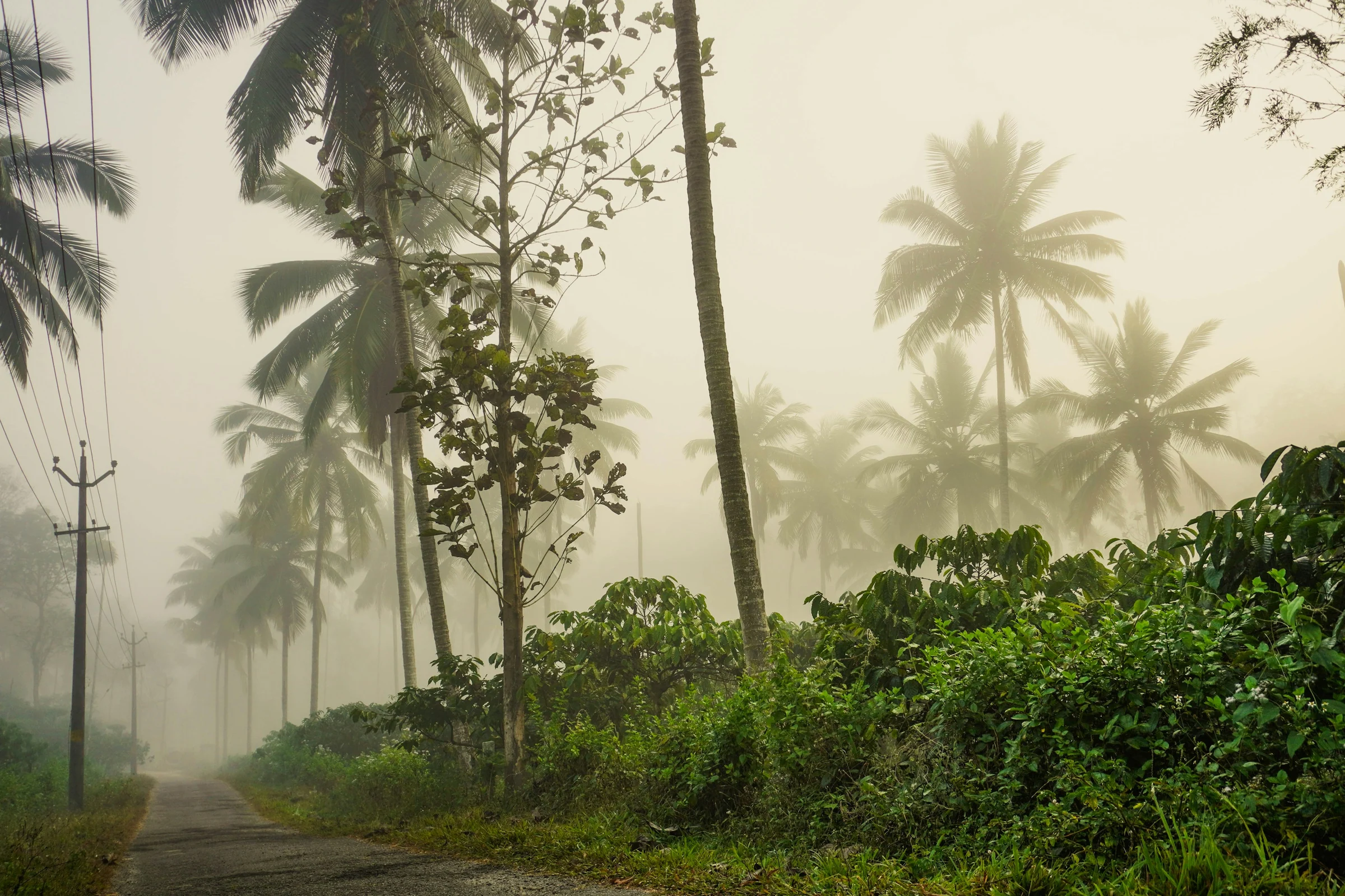 A country road in Wayanad